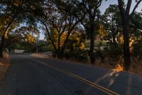 a photo of the road lined by trees in the sunlight to show safety and warmth