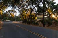 a photo of the road lined by trees in the sunlight to show safety and warmth