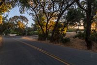 a photo of the road lined by trees in the sunlight to show safety and warmth