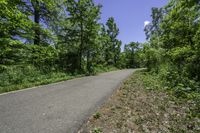 Scenic Road through Lush Canadian Vegetation in Ontario, Toronto