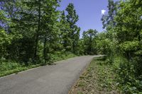 Scenic Road through Lush Canadian Vegetation in Ontario, Toronto