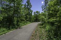 Scenic Road through Lush Canadian Vegetation in Ontario, Toronto