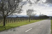 Scenic Road in New Zealand's Lowland
