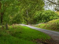 a country road passing through a lush green forest side by side with white fences on each of them