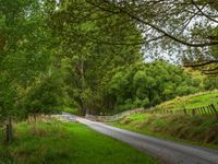 a country road passing through a lush green forest side by side with white fences on each of them