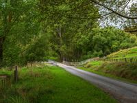 a country road passing through a lush green forest side by side with white fences on each of them