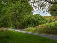 a country road passing through a lush green forest side by side with white fences on each of them