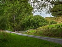 a country road passing through a lush green forest side by side with white fences on each of them