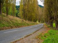 Scenic Road in North Island, New Zealand