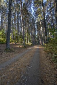 Scenic Road in Ontario, Canada Landscape 004