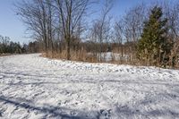 Scenic Road through Ontario Forest