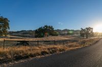 road going through an open field with trees and tall dry grass in front of the road