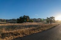 road going through an open field with trees and tall dry grass in front of the road