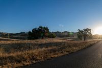 road going through an open field with trees and tall dry grass in front of the road