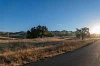 road going through an open field with trees and tall dry grass in front of the road