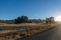 road going through an open field with trees and tall dry grass in front of the road