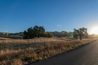 road going through an open field with trees and tall dry grass in front of the road