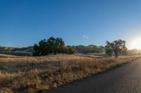 road going through an open field with trees and tall dry grass in front of the road