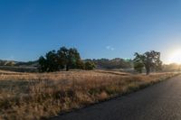 road going through an open field with trees and tall dry grass in front of the road