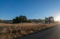 road going through an open field with trees and tall dry grass in front of the road