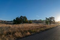 road going through an open field with trees and tall dry grass in front of the road