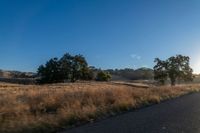 road going through an open field with trees and tall dry grass in front of the road