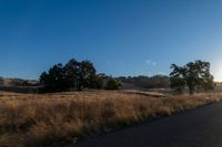 road going through an open field with trees and tall dry grass in front of the road