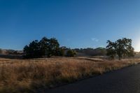 road going through an open field with trees and tall dry grass in front of the road