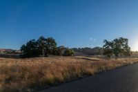 road going through an open field with trees and tall dry grass in front of the road