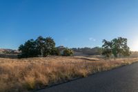 road going through an open field with trees and tall dry grass in front of the road