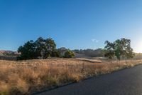 road going through an open field with trees and tall dry grass in front of the road