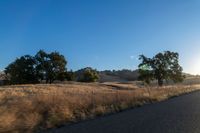 road going through an open field with trees and tall dry grass in front of the road