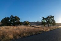 road going through an open field with trees and tall dry grass in front of the road