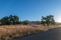 road going through an open field with trees and tall dry grass in front of the road