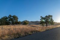 road going through an open field with trees and tall dry grass in front of the road