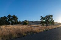 road going through an open field with trees and tall dry grass in front of the road