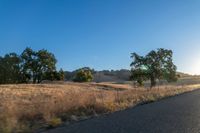 road going through an open field with trees and tall dry grass in front of the road