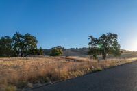 road going through an open field with trees and tall dry grass in front of the road