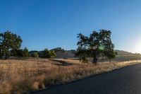 road going through an open field with trees and tall dry grass in front of the road