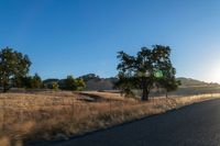 road going through an open field with trees and tall dry grass in front of the road