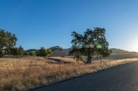 road going through an open field with trees and tall dry grass in front of the road