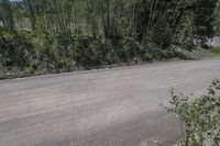 the empty road next to the pine trees has little bushes along one side of the street