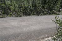 the empty road next to the pine trees has little bushes along one side of the street