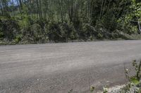 the empty road next to the pine trees has little bushes along one side of the street