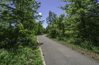 empty road with trees, shrubs and bushes in the background in rural countryside area at daytime