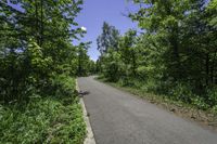 empty road with trees, shrubs and bushes in the background in rural countryside area at daytime