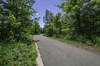 empty road with trees, shrubs and bushes in the background in rural countryside area at daytime