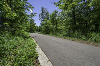 empty road with trees, shrubs and bushes in the background in rural countryside area at daytime