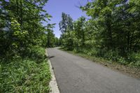 empty road with trees, shrubs and bushes in the background in rural countryside area at daytime