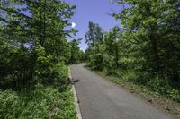 empty road with trees, shrubs and bushes in the background in rural countryside area at daytime